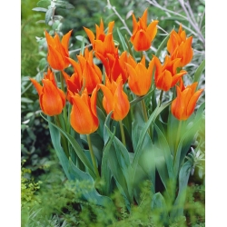 Tulp - 'Leliebloemig Oranje' - 5 st