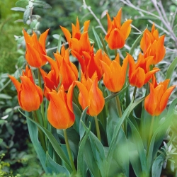 Tulpe - lilijziedu - Orange - 5 sīpoli