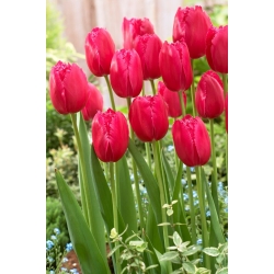 Tulip - Burgundy Lace - GIGA Pack! - 250 pcs