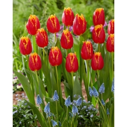 Tulpė - Fabio - 5 gėlių svogūnėlių