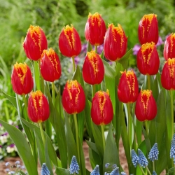 Tulipan "Fabio" - 5 čebulic