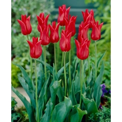 Lelijažiedė tulpė - Red - 5 gėlių svogūnėlių