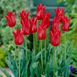Lelijažiedė tulpė - Red - 5 gėlių svogūnėlių