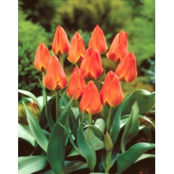 Tulipán - Orange Elite - 5 piezas