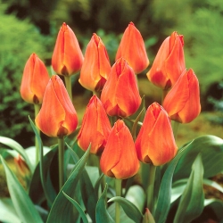 Tulipán - Orange Elite - 5 piezas