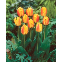 Tulipán - Oxford Wonder - 5 květinových cibulek