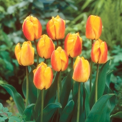 Tulipán - Oxford Wonder - Nagy csomag - 50 db