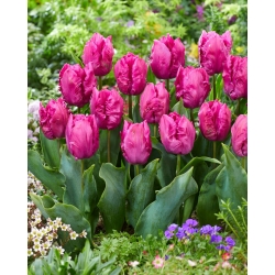 Tulip - Parrot Prince - Large Pack! - 50 pcs