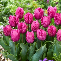 Tulipán - Parrot Prince - 5 květinových cibulek