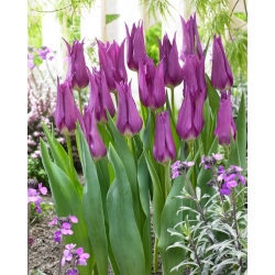 Tulipán - Liliomvirágzó Lila - 5 db