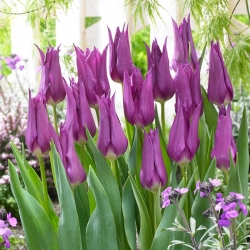 Lelijažiedė tulpė - Purple - 5 gėlių svogūnėlių