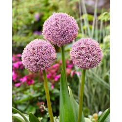 Allium ornamental - Lucky Balloons