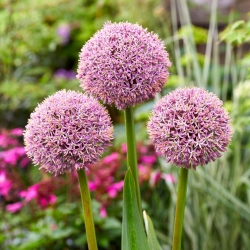 Allium ornamental - Lucky Balloons