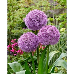 Allium ornamental - Party Balloons