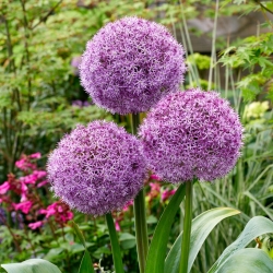 Allium ornamental - Party Balloons