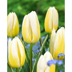 Tulipán - Happy People - 5 květinových cibulek