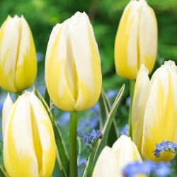 Tulipán - Happy People - 5 květinových cibulek