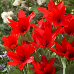 Tulipan "Praestans Zwanenburg Variety" - 5 čebulic