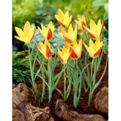 Tulipán - Tinka - 5 květinových cibulek