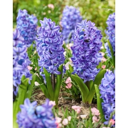 Hyacinth - Aqua - Large Pack! - 30 pcs.
