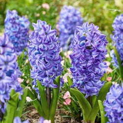 Hyacinth - Aqua - GIGA Pack! - 150 pcs.