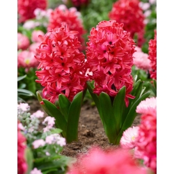 Hyacinth - Red Glory - GIGA Pack! - 150 pcs.