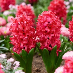 Hyacinth - Red Glory - Large Pack! - 30 pcs.