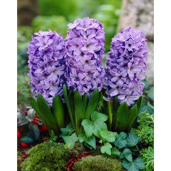 Hyacinth - Blue Star - Large Pack! - 30 pcs.
