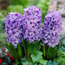 Hyacinth - Blue Star - 3 pcs.