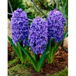 Hyacinth - Crystal Palace - Large Pack! - 30 pcs.