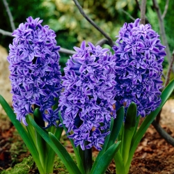 Hyacint - Crystal Palace - 3 květinové cibule