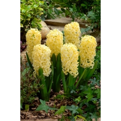 Hyacinth - Yellow Queen - Large Pack! - 30 pcs.