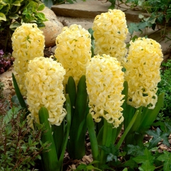 Rytinis hiacintas - Yellow Queen - 3 gėlių svogūnai