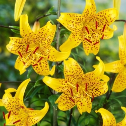 Tiger Lily - Leichtlinii - Large Pack! - 10 pcs.