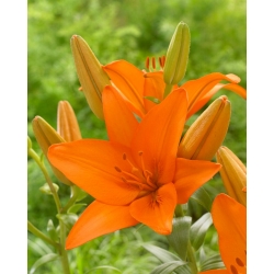 Asiatic Lily - Orange Ton - Large Pack! - 10 pcs.