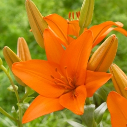 Asiatic Lily - Orange Ton - Large Pack! - 10 pcs.