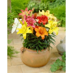 Miniature Lily - Mix - Potted