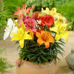 Miniature Lily - Mix - Potted - Large Pack! - 10 pcs.