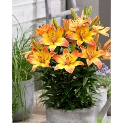 Miniature Lily - Happy Memories - Potted - GIGA Pack! - 50 pcs.