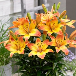 Miniature Lily - Happy Memories - Potted - Large Pack! - 10 pcs.