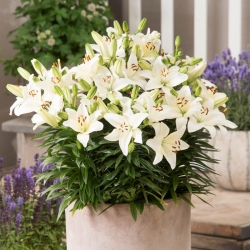 Miniature Lily - Happy Snow - Potted - Large Pack! - 10 pcs.