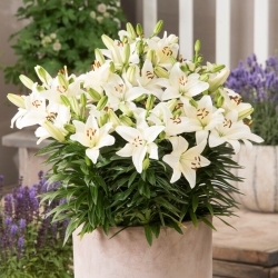 Miniature Lily - Happy Snow - Potted - GIGA Pack! - 50 pcs.