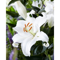 Lily - Mount Aspiring - Oriental, Fragrant