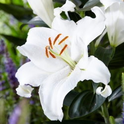 Lily - Mount Aspiring - Oriental, Fragrant