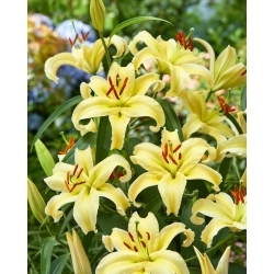 Dwarf Oriental Lily - Gold Fever - GIGA Pack! - 50 pcs.