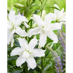 Lily - Lotus Beauty - Oriental, Double - GIGA Pack! - 50 pcs.