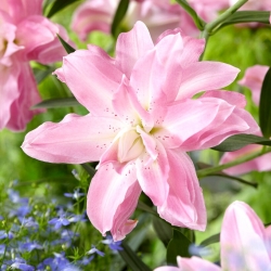 Lily - Lotus Breeze - Orientalisk, dubbel