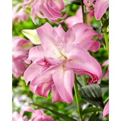 Lily - Lotus Dream - Oriental, Double - GIGA Pack! - 50 pcs.