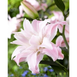 Lily - Lotus Queen - Oriental, Double - Large Pack! - 10 pcs.
