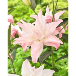 Lily - Lotus Spring - Oriental, Double - Large Pack! - 10 pcs.